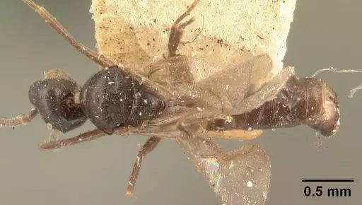 Technomyrmex mayri - CASENT0101576