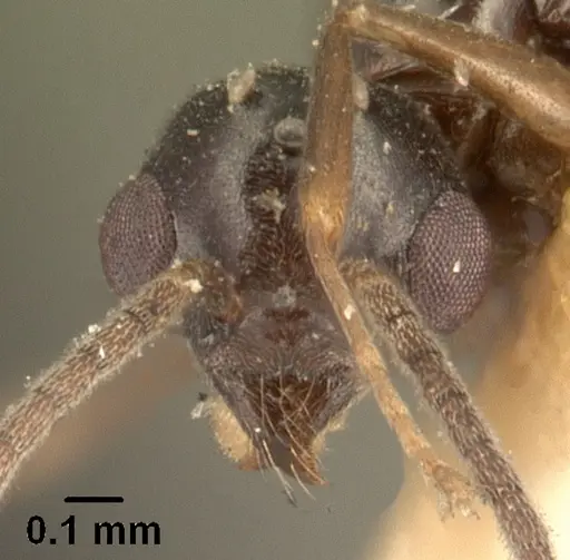 Technomyrmex mayri - CASENT0101576