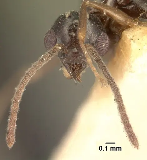 Technomyrmex mayri - CASENT0101576