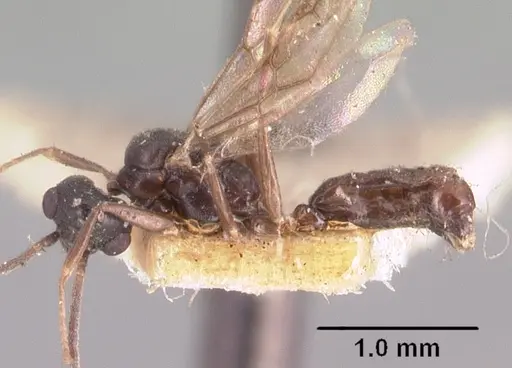 Technomyrmex mayri - CASENT0101576