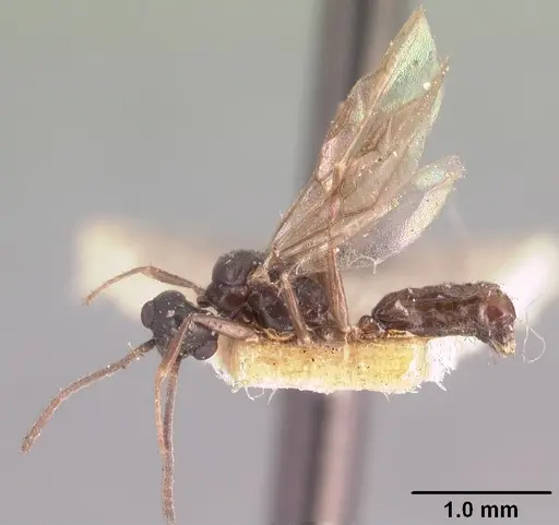 Technomyrmex mayri - CASENT0101576