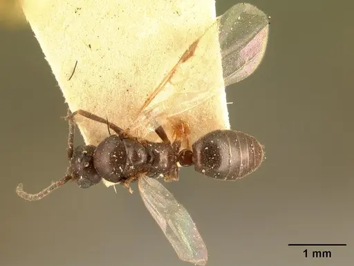 Technomyrmex mayri - CASENT0101800