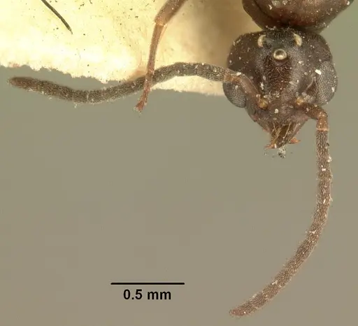 Technomyrmex mayri - CASENT0101800