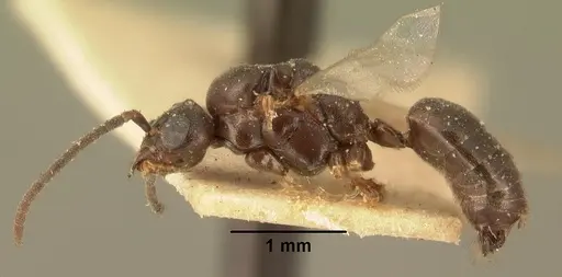 Technomyrmex mayri - CASENT0101800