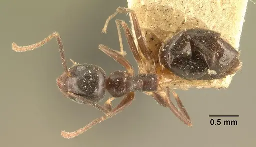 Technomyrmex mayri - CASENT0101926