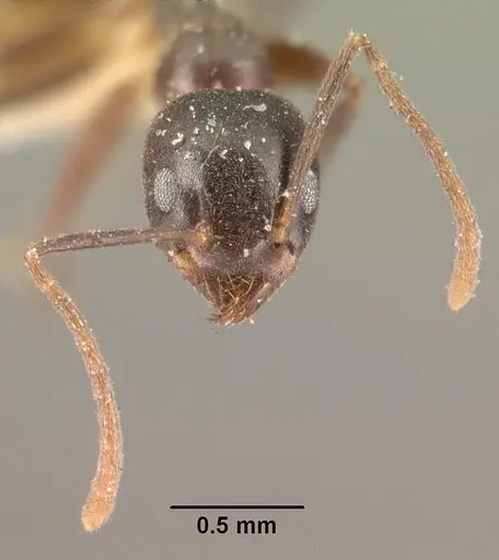 Technomyrmex mayri - CASENT0101926