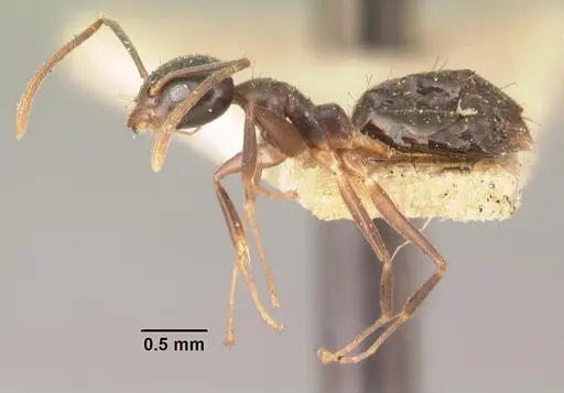 Technomyrmex mayri - CASENT0101926