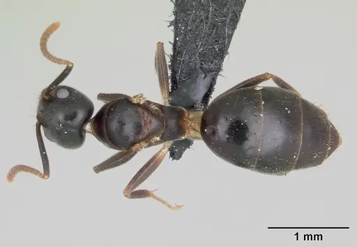 Technomyrmex mayri - CASENT0111825