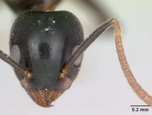 Technomyrmex mayri - CASENT0111825