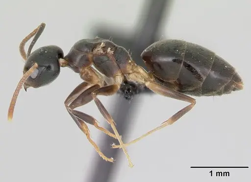 Technomyrmex mayri - CASENT0111825