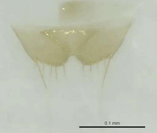 Technomyrmex mayri - CASENT0345049