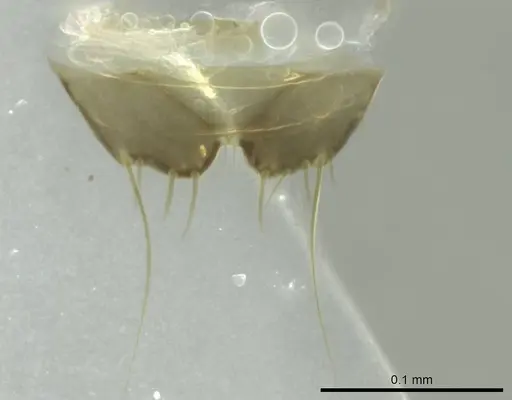 Technomyrmex mayri - CASENT0345050