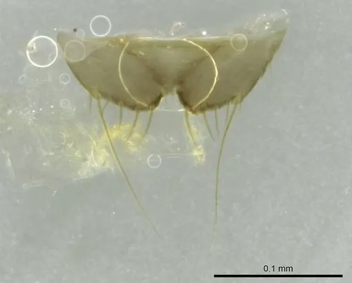 Technomyrmex mayri - CASENT0345051