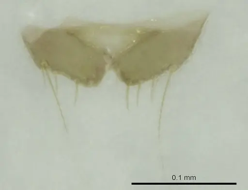 Technomyrmex mayri - CASENT0345052