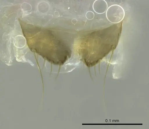 Technomyrmex mayri - CASENT0345053