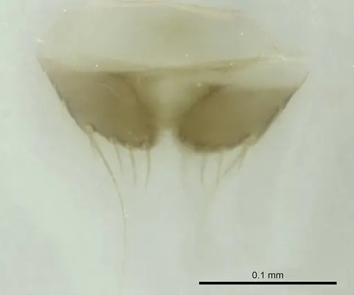 Technomyrmex mayri - CASENT0345054