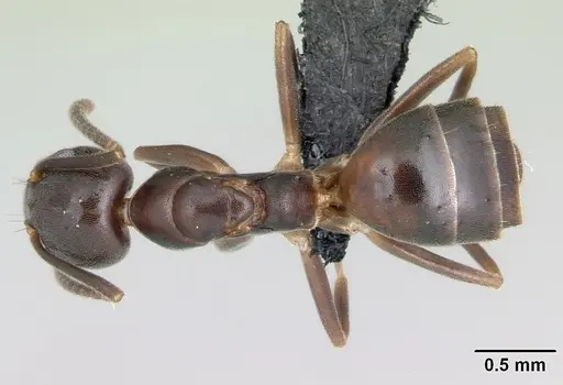 Technomyrmex mayri - CASENT0497537