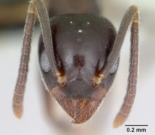 Technomyrmex mayri - CASENT0497537