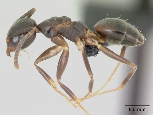 Technomyrmex mayri - CASENT0497537