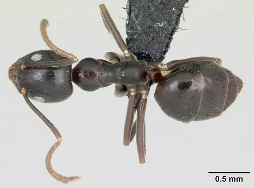 Technomyrmex mayri - CASENT0499794