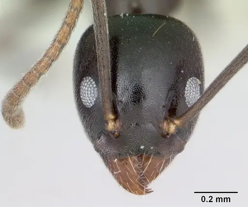 Technomyrmex mayri - CASENT0499794