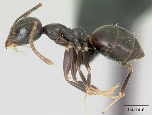 Technomyrmex mayri - CASENT0499794