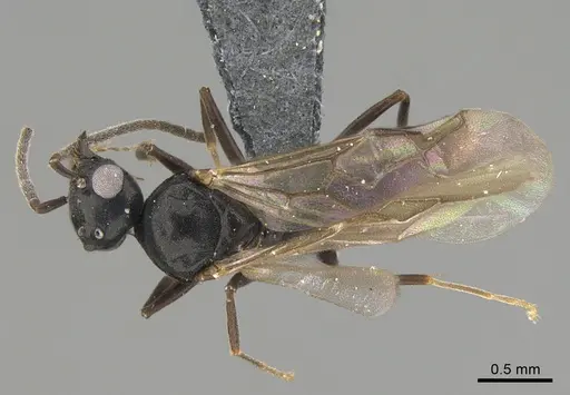 Technomyrmex mayri - CASENT4025241