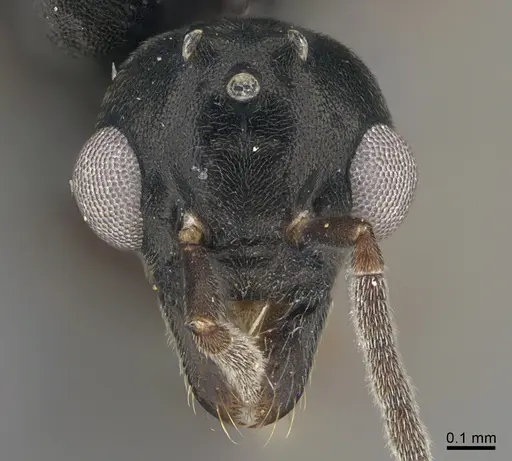 Technomyrmex mayri - CASENT4025241