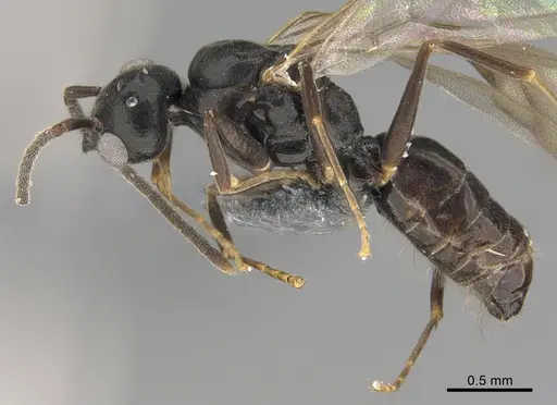 Technomyrmex mayri - CASENT4025241