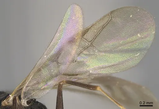 Technomyrmex mayri - CASENT4025241