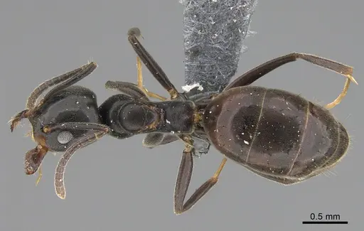 Technomyrmex mayri - CASENT4025277