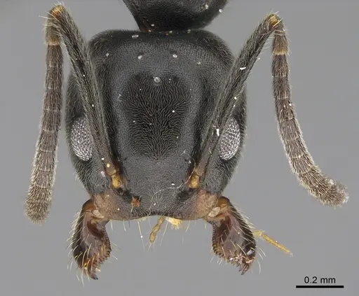 Technomyrmex mayri - CASENT4025277