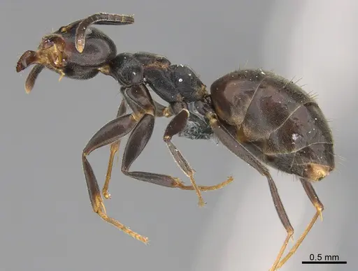 Technomyrmex mayri - CASENT4025277