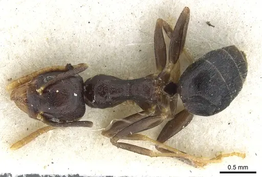 Technomyrmex menozzii specimen