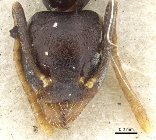 Technomyrmex menozzii specimen