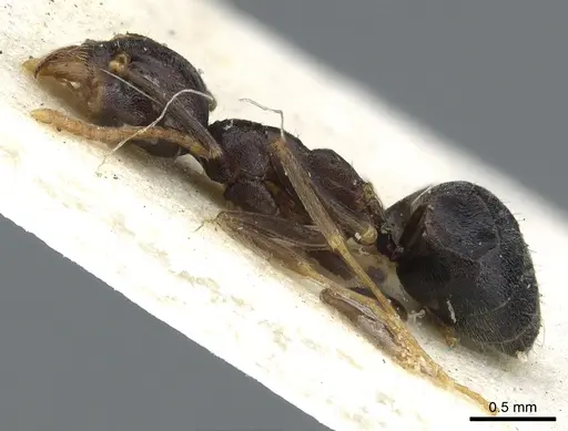 Technomyrmex menozzii specimen