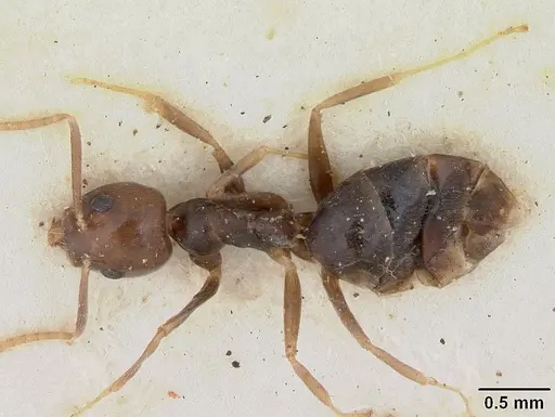 Technomyrmex menozzii - SAM-HYM-C004815