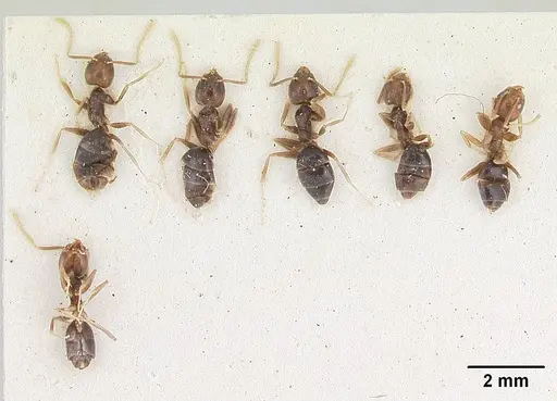 Technomyrmex menozzii - SAM-HYM-C004815