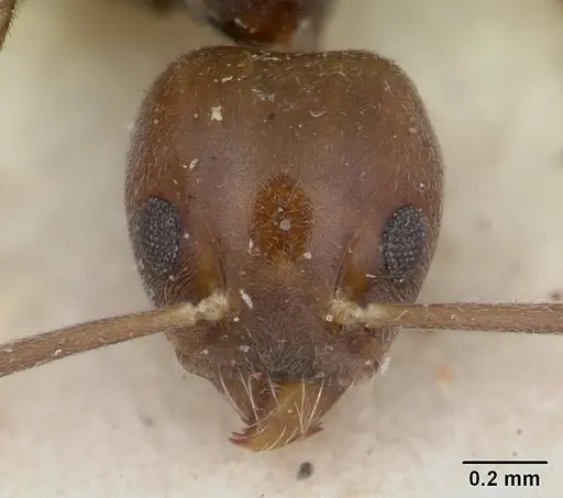 Technomyrmex menozzii - SAM-HYM-C004815