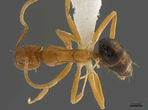 Technomyrmex metandrei specimen