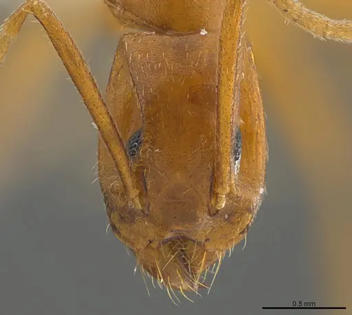 Technomyrmex metandrei specimen