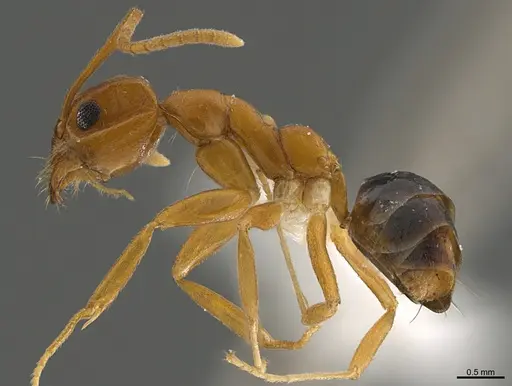 Technomyrmex metandrei specimen