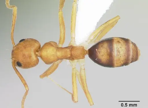 Technomyrmex metandrei - CASENT0424010