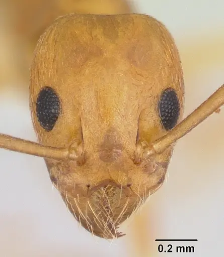 Technomyrmex metandrei - CASENT0424010