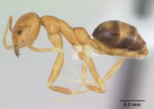 Technomyrmex metandrei - CASENT0424010