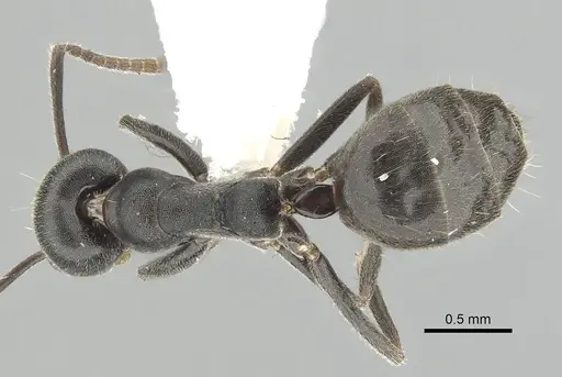Technomyrmex mixtus specimen