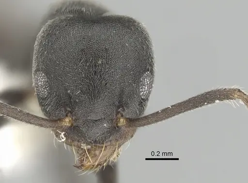 Technomyrmex mixtus specimen