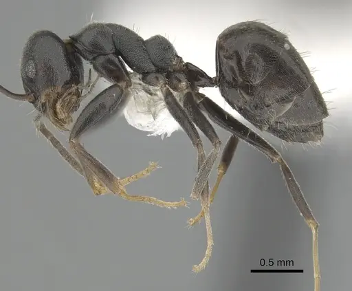 Technomyrmex mixtus specimen