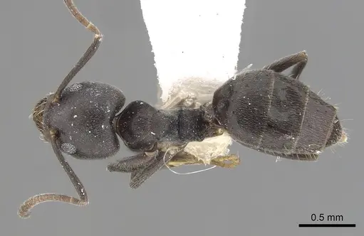 Technomyrmex modiglianii specimen