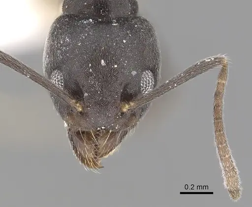 Technomyrmex modiglianii specimen